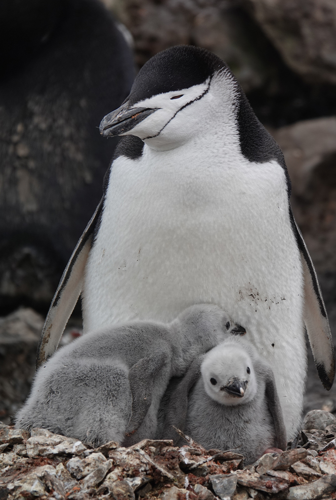 Two fuzzy gray chinstrap penguin chicks snuggle by the belly of an adult penguin.