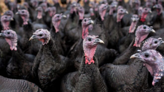 a crowd of turkeys peer around in random directions