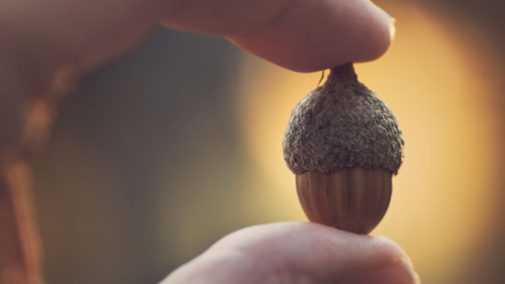 a hand pinches an acorn between thumb and forefinger