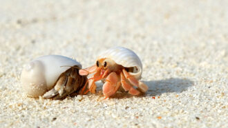 a sandy beach and a close up of a small pinkish hermit crab in a white shell pokes a curled up brown hermit crab in a white shell
