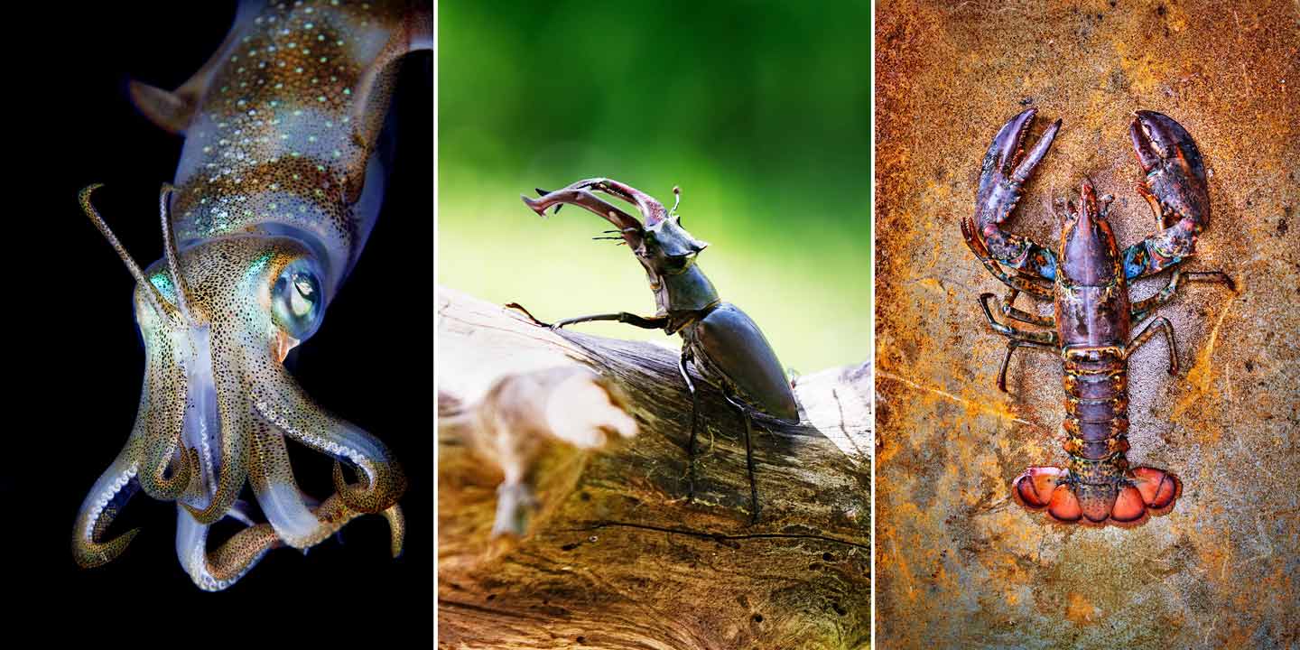 a composite image showing a lobster a stag beetle and a squid