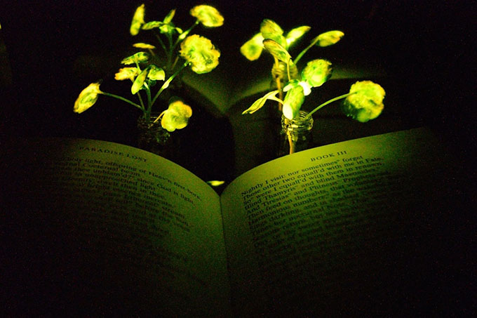 A glowing nanobionic watercress plant illuminates the book Paradise Lost.