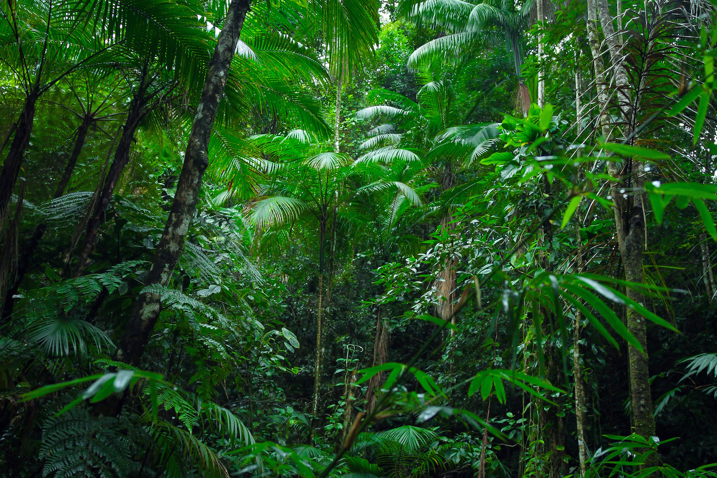 Some tropical rainforest leaves are becoming so hot they are unable to  photosynthesise, study finds, Climate News