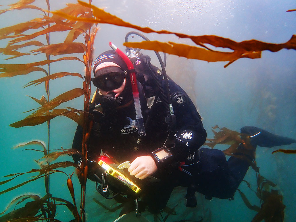 an underwater photo of a diver in a kelp forest