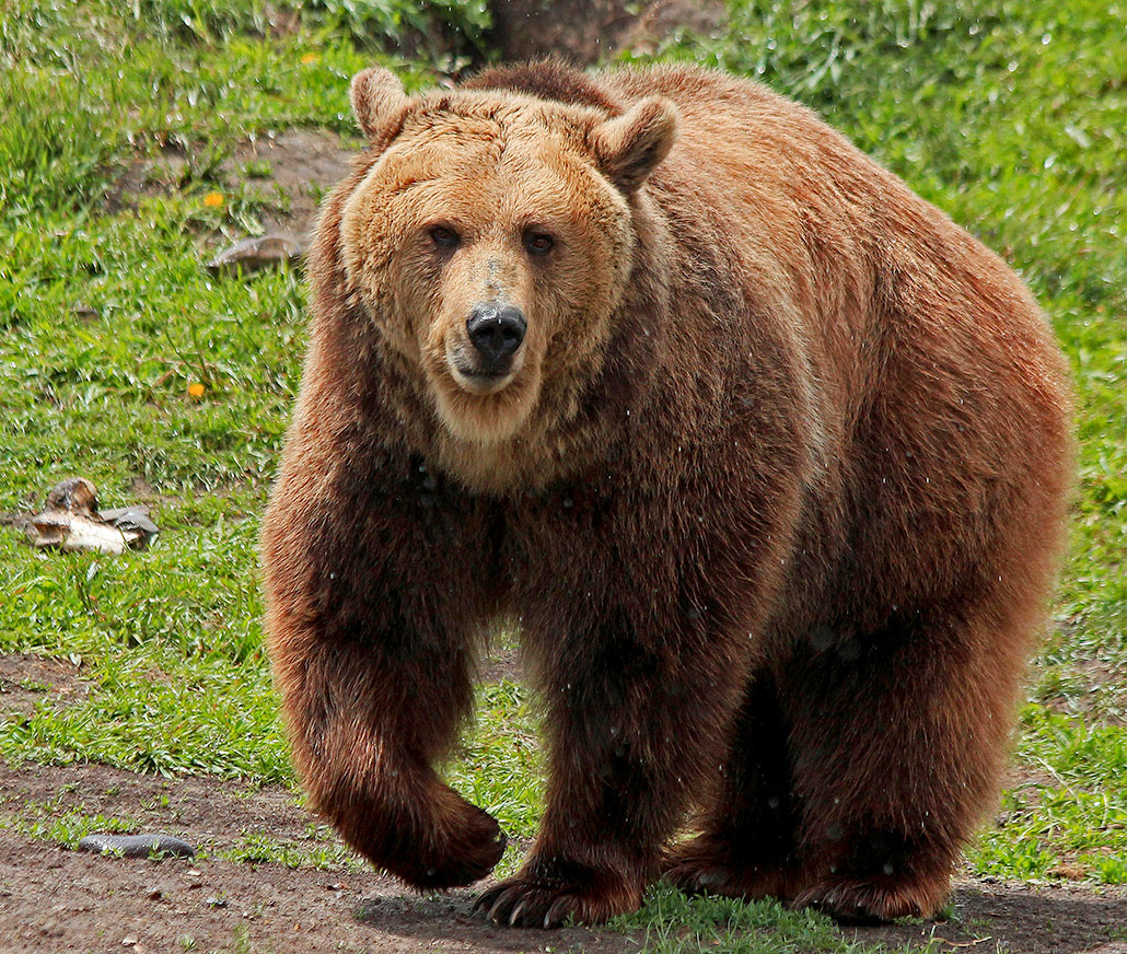 a grizzly bear 