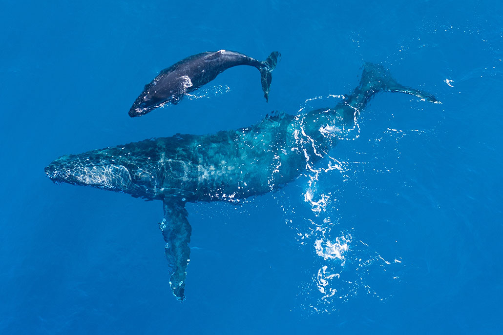 a swimming humpback mother and calf as seen from above