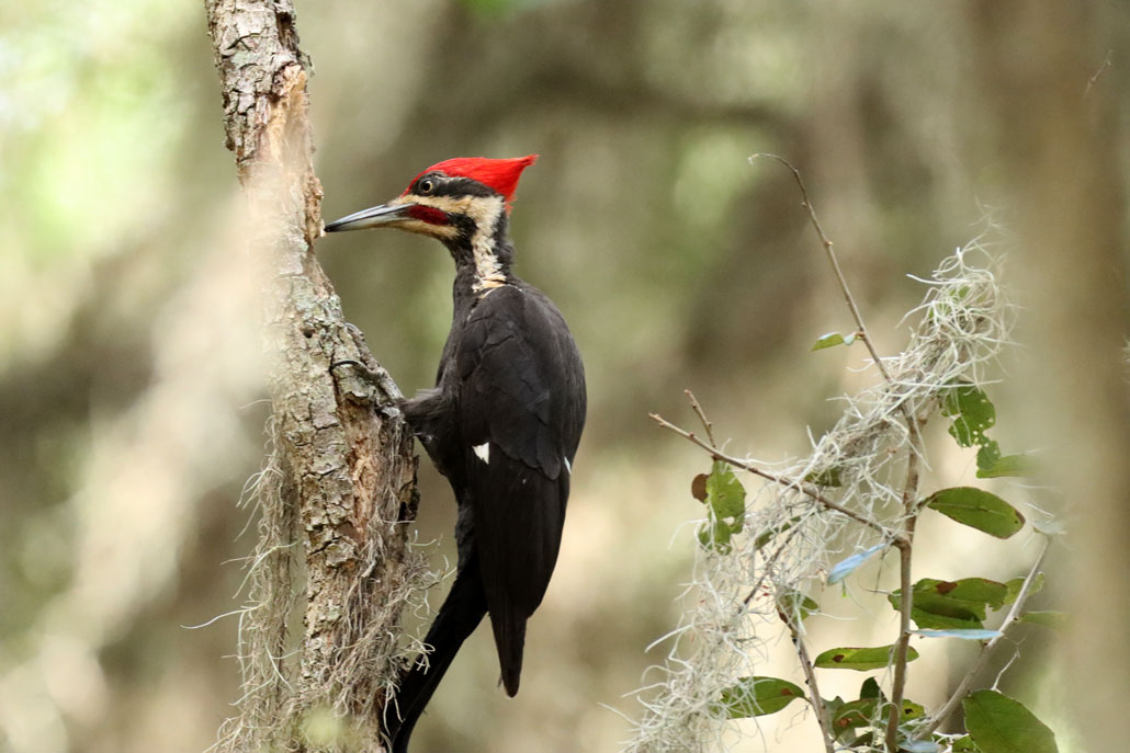 an ivory-billed woodpecker