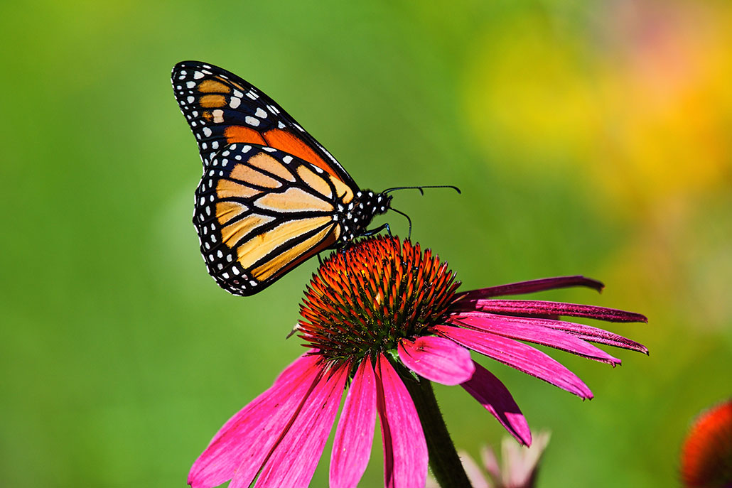 a monarch butterfly resting on a coneflower