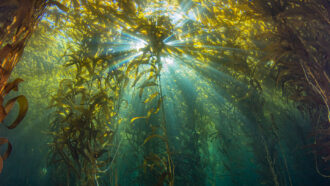 A photo of a seaweed forest as seen underneath the water looking up into the seaweed fronds at the water's surface. Sunlight bursts through the water and the top of the seawed fronds in the middle of the image.