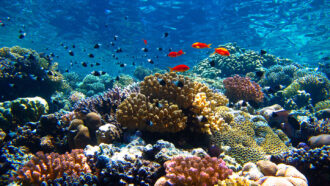 an underwater photo of a brightly colored coral reef with diverse corals and small fish
