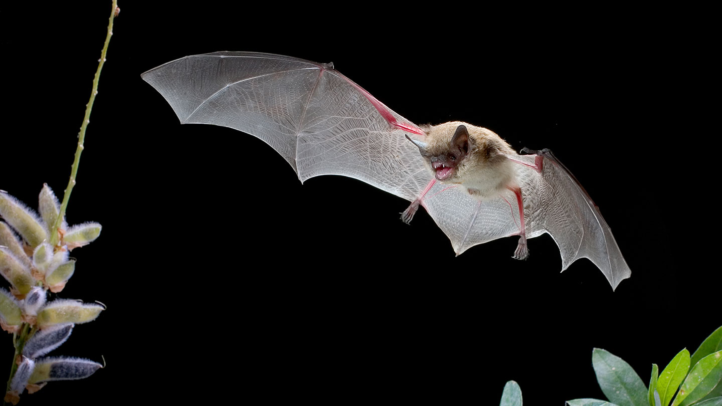 a little brown bat swooping towards a plant at night