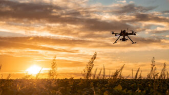 a drone flies over a field of soybeans at sunset