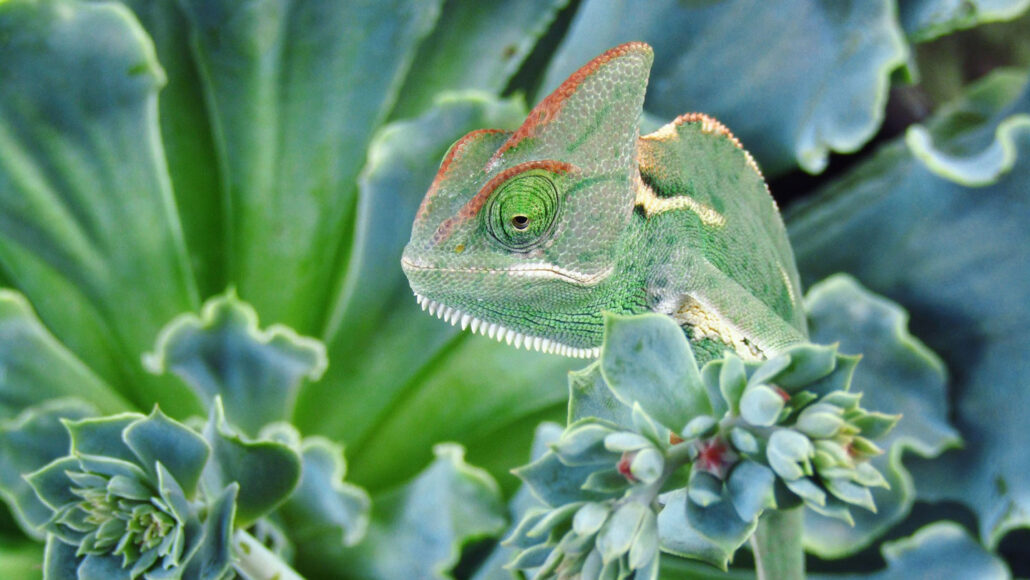 a light green chameleon blends in with the light green leaves of the succulent plant it's standing on