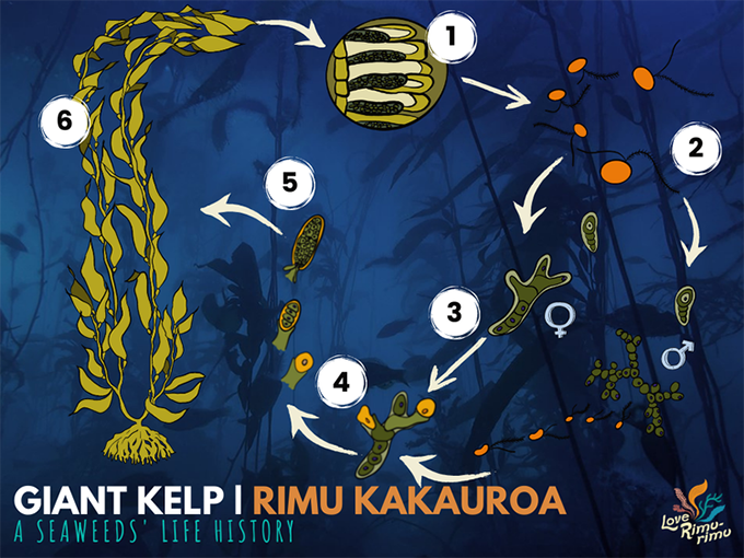 a diagram showing the giant kelp life-history