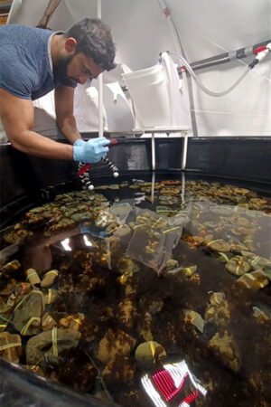 Ravishankar bends over a large tank of giant kelp to measure growth with a camera
