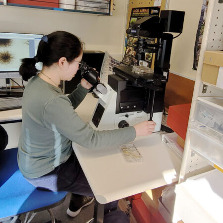 Yun Yi Ok looking at giant kelp witha microscope