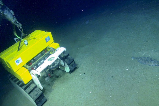 an underwater photo of Wally, a small cube-ish yellow and white deep sea crawler on the ocean floor
