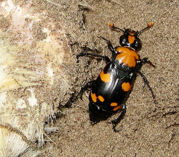 an orange and black American burying beetle