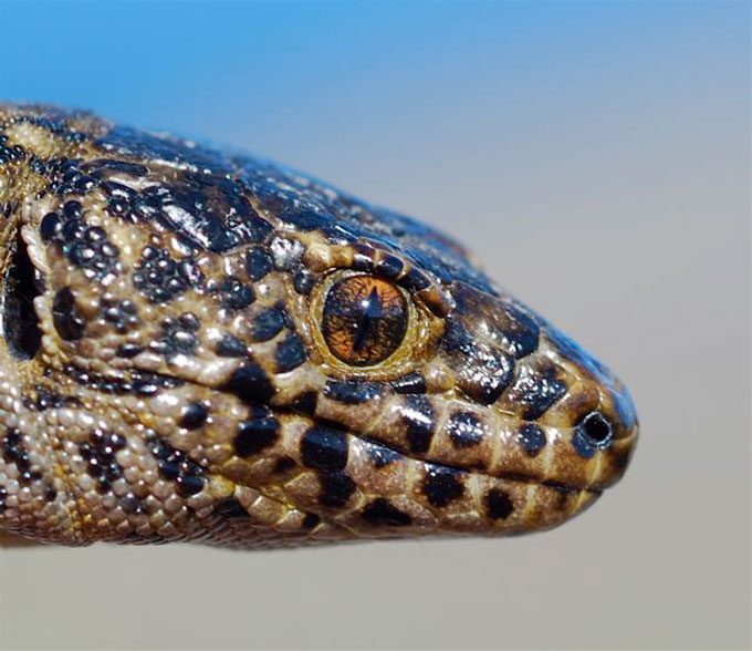 a close up of a lizard head