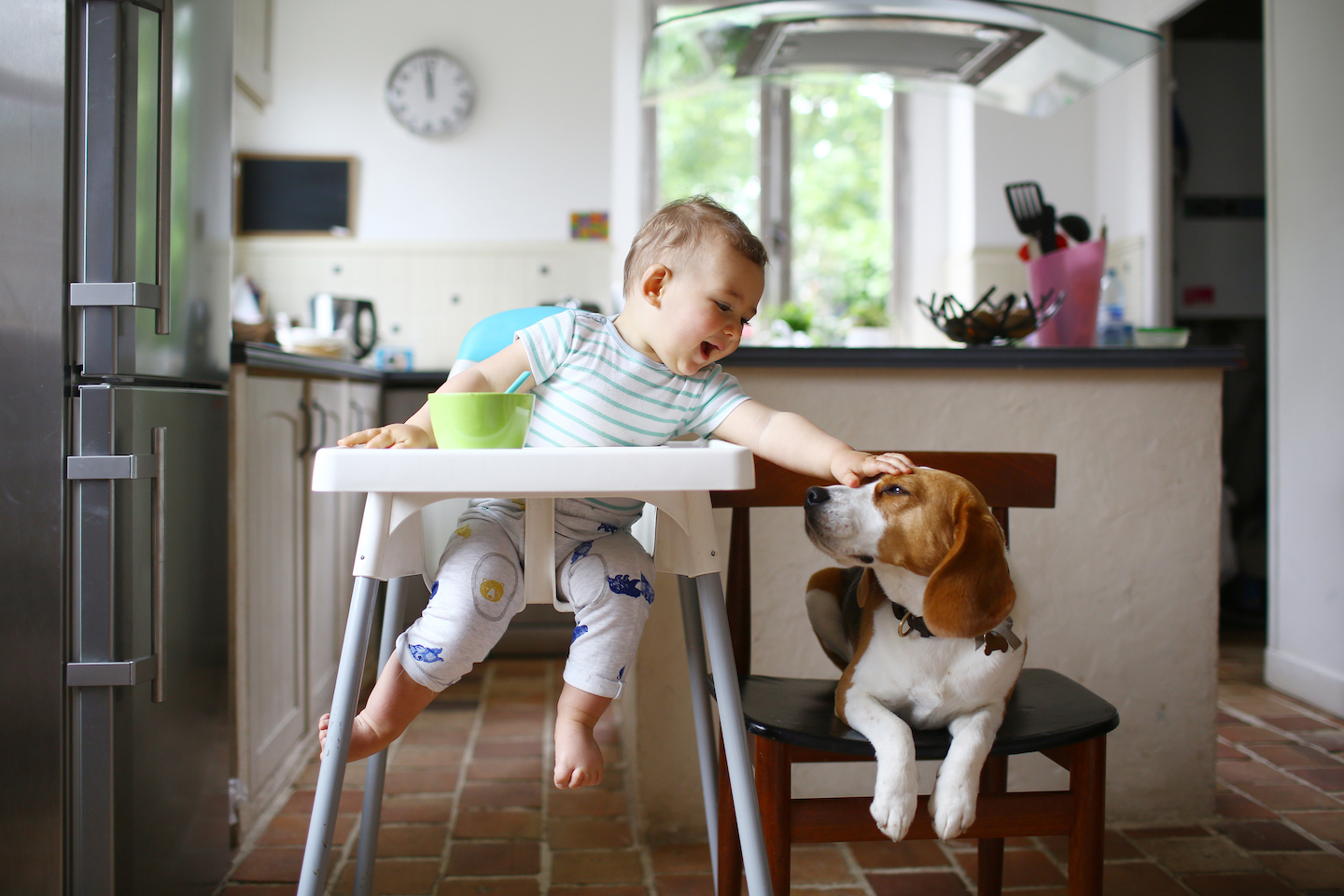 a smiling baby reaches down from a high chair to pet the nose of a brown and white dog