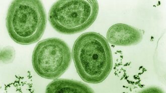 This image shows round, green cyanobacteria.