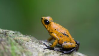 a poison dart frog with a black-spotted, golden body and black feet sitting on a rock