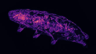 a tardigrade, which is a tiny eight-legged animal that resembles a bear, glows purple