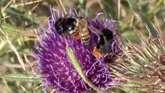 A photo of a purple flower with two fuzzy, dark bumblebees and a smaller, lighter honeybee on the flower. The honeybee is trying to steal the plant protein off the backs of the bumblebees.