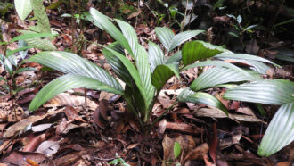 A photograph of the palm Pinanga subterranea with its green palms sprouting out from brown leaf-strewn ground.