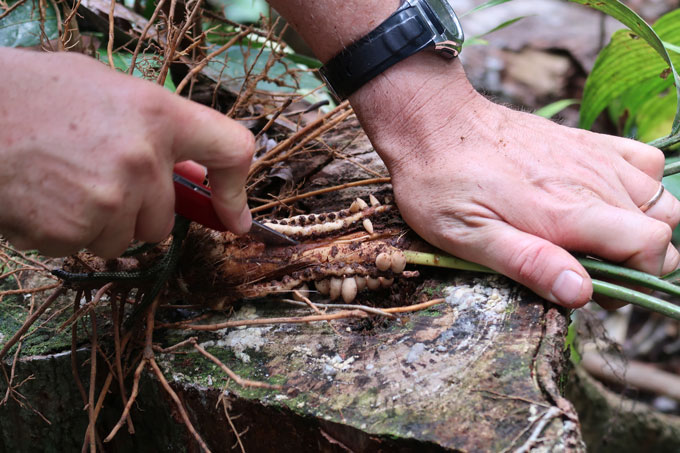 A photograph of two hands pulling Pinanga subterranea from the dirt to reach its fruit. The brown roots of the plant are visible.