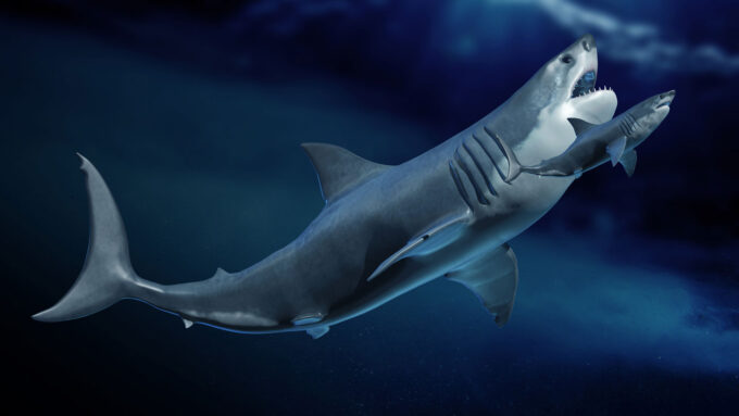 Illustration of an ancient megalodon shark next to the significantly smaller modern great white shark