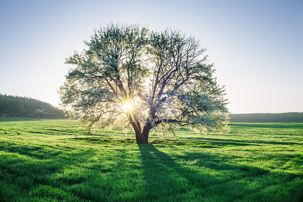 a photo of a lovely tree in a field