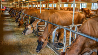 a barn full of dairy cows in stalls eating