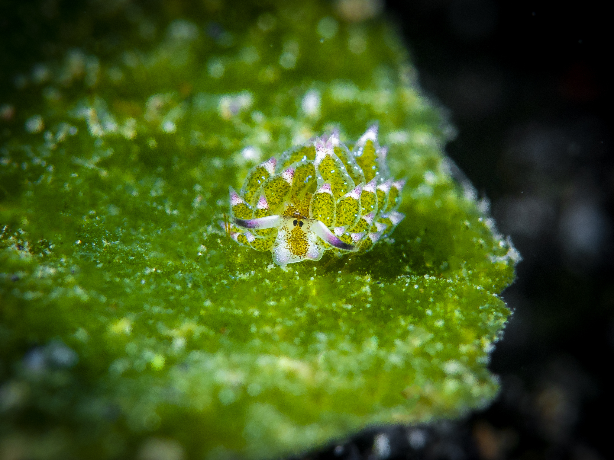 A small, green sea slug rests on a piece of alga. It has green lobes protruding from its body and tiny black eyes.
