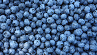 an image that is filled with nothing but blueberries