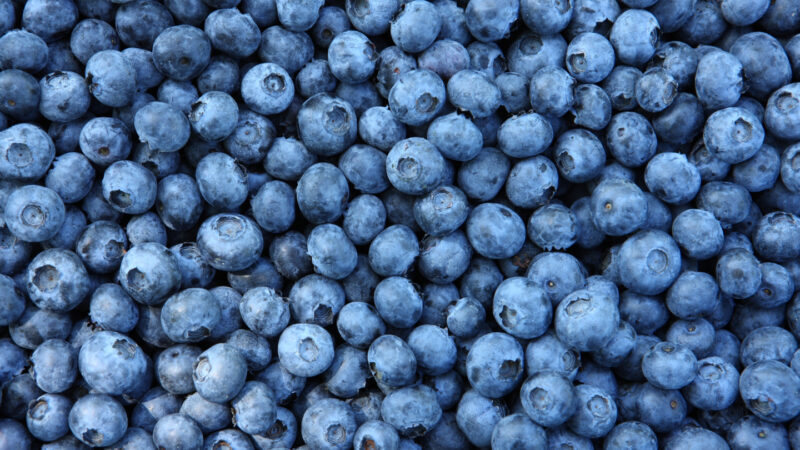 Here’s why blueberries aren’t blue — but appear to be