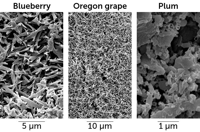 Scanning electron micrograph images of miniature structures seen on a blueberry, an Oregon grape and a plum.