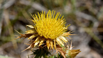 image of yellow thistle flower head
