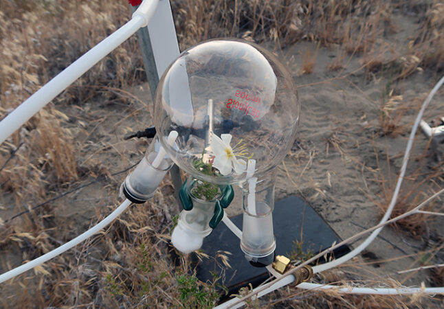 The white flower of a plant is encased in a clear glass bubble and you can see tubes running from the bubble. It's part of an experiment in which researchers were collecting the flower's fragrance and then later identifying the molecules that make up that scent.