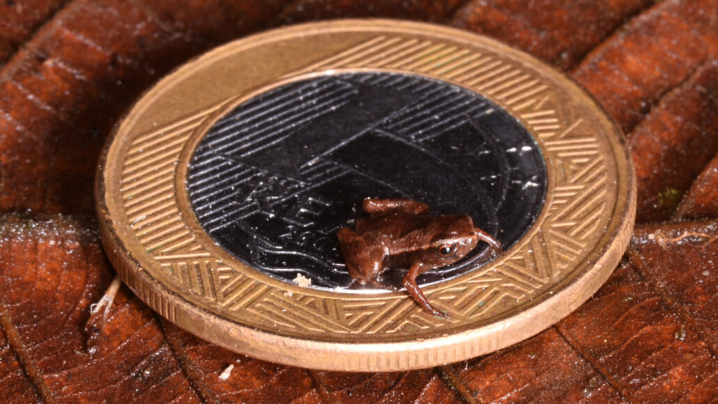 A tiny brown frog sits just off center on a Brazilian real coin.