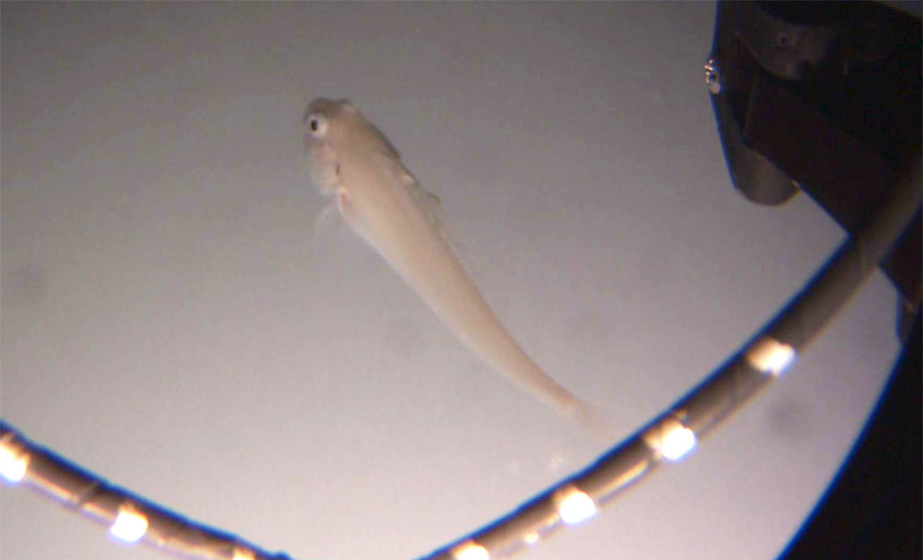 a fish found upside down under an ice shelf