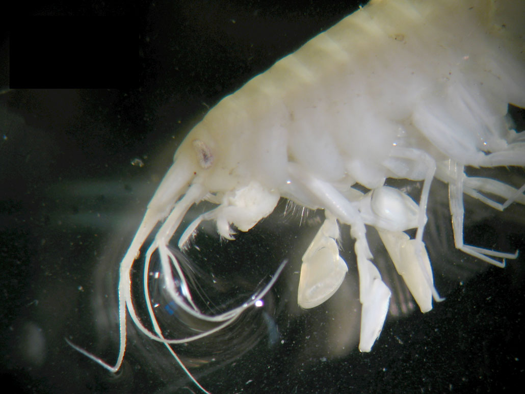 a white shrimp like critter