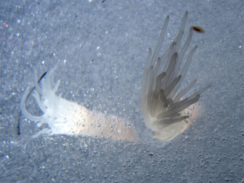 a clsoe up photo of white ice anemones