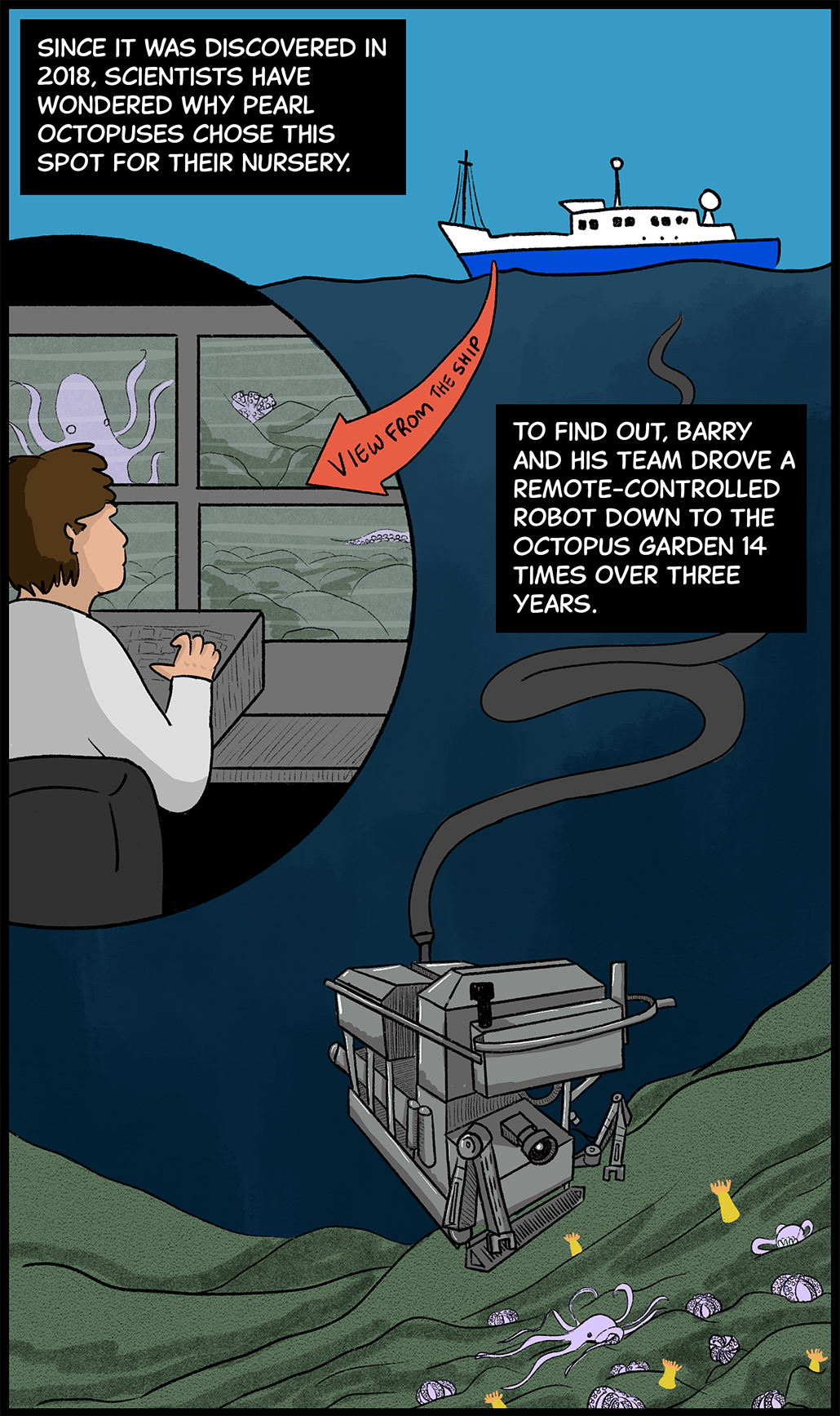 Text (above image): Since it was discovered in 2018, scientists have wondered why pearl octopuses chose this spot for their nursery. To find out, Barry and his team drove a remote-controlled robot down to the Octopus Garden 14 times over three years. Image: A boat floats atop the ocean. Connected to the boat is a cable, which runs down through the water to a robot equipped with arms and cameras. The robot’s camera is peering at purple pearl octopuses clustered on the seafloor among yellow anemones. Inset: A view of inside the ship shows a scientist peering at several screens, which show the underwater robot’s views of the octopuses on the seafloor.