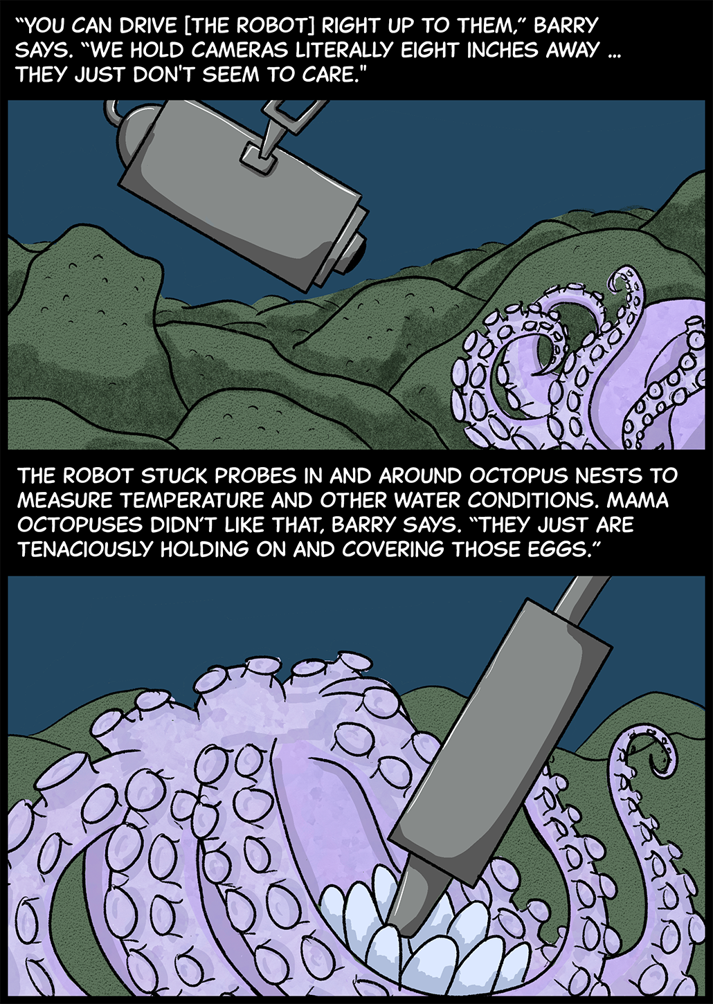 Text (above first image): “You can drive [the robot] right up to them,” Barry says. “We hold cameras literally eight inches away. … They just don’t seem to care.” First image: A camera hovers inches away from a pearl octopus sitting on the seafloor with its arms folded up around its body. Text (above second image): The robot stuck probes in and around octopus nests to measure temperature and other water conditions. Mama octopuses didn’t like that, Barry says. “They just are tenaciously holding on and covering those eggs.” Second image: a gray, cylindrical probe pokes into the cluster of eggs tucked against a mother octopus’s side on the seafloor.