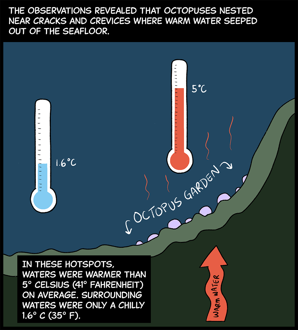 Text (above image): The observations revealed that octopuses nested near cracks and crevices where warm water seeped out of the seafloor. Image: A diagram of the seafloor hill that holds the Octopus Garden shows how warm water seeps up through the hill to the seafloor area where the octopuses are clustered. In this area, a thermometer shows that the water temperature is about 5 degrees Celsius. Another thermometer a short distance from the Octopus Garden shows that the water there is only 1.6 degrees Celsius. Text (below image): In these hotspots, waters were warmer than 5 degrees Celsius (41 degrees Fahrenheit) on average. Surrounding waters were only a chilly 1.6 degrees Celsius (35 degrees Fahrenheit). 