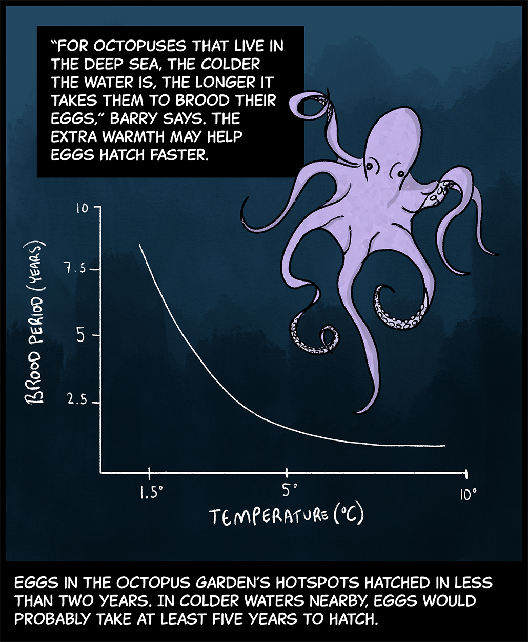 Text (above image): “For octopuses that live in the deep sea, the colder the water is, the longer it takes them to brood their eggs,” Barry says. The extra warmth may help eggs hatch faster. Image: A purple pearl octopus with its arms sprawled out drifts in dark waters above a graph. The graph shows how the brood period for octopus eggs (measured in years) declines as water temperature increases (measured in degrees Celsius). Text (below image): Eggs in the Octopus Garden’s hotspots hatched in less than two years. In colder waters nearby, eggs would probably take at least five years to hatch. 