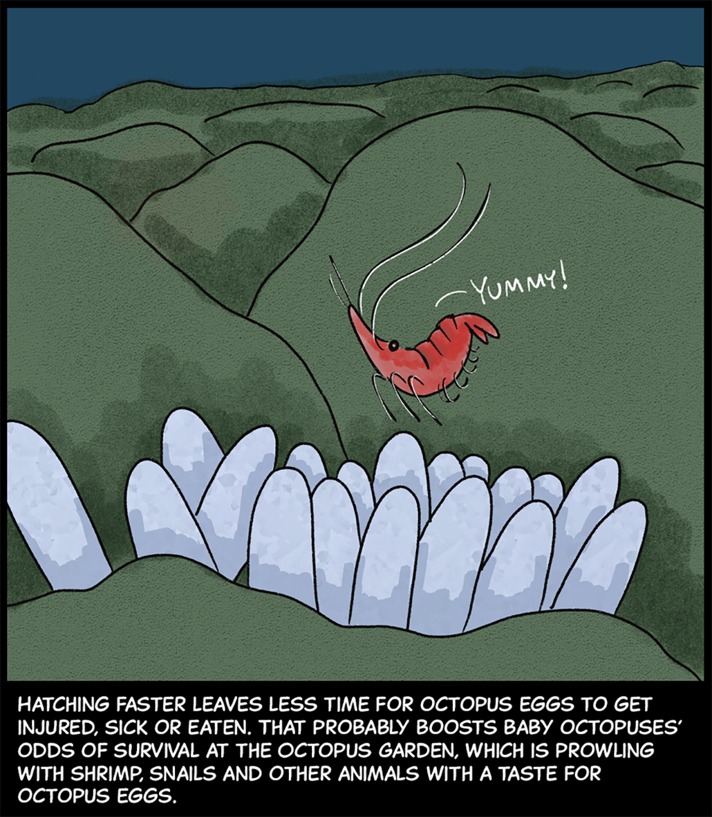 Image: A cluster of octopus eggs sits exposed on the seafloor. A red shrimp hovers near the eggs, ready to attack. A speech bubble coming from the shrimp says, “Yummy!” Text (below image): Hatching faster leaves less time for octopus eggs to get injured, sick or eaten. That probably boosts baby octopuses’ odds of survival at the Octopus Garden, which is prowling with shrimp, snails and other animals with a taste for octopus eggs. 