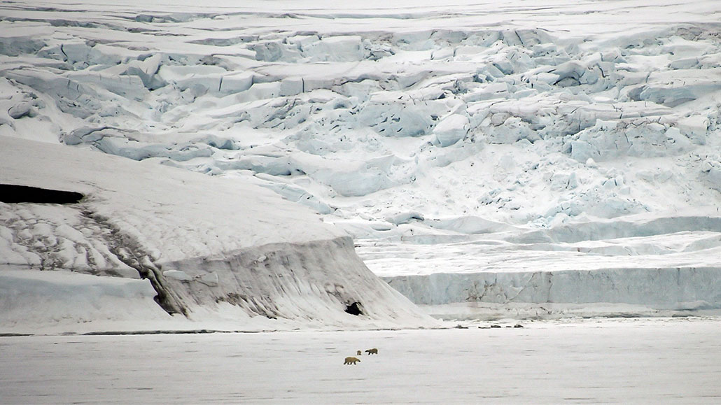 three teeny tiny polar bears amble around in the bottom center of the picture in front of a snowy and icy landscape