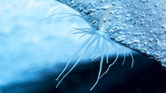 an underwater close-up of an ice anemone attached to the bottom of an ice shelf